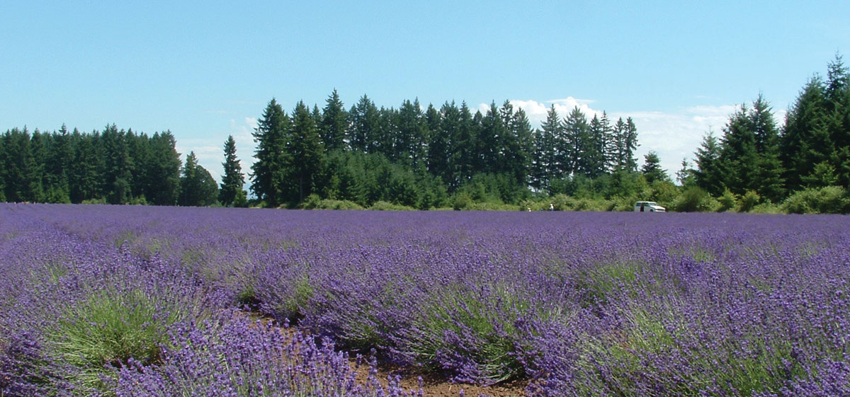 lavender fields
